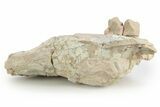 Bargain, Fossil Oreodont (Eporeodon) Skull - South Dakota #249266-4